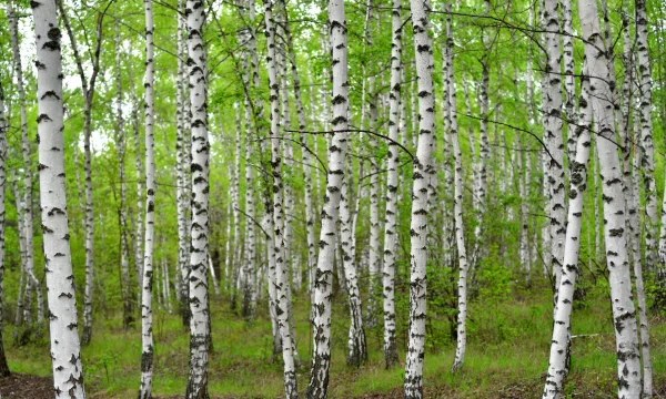 Березовая роща 1
