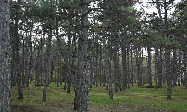 Кесслерский лес 4