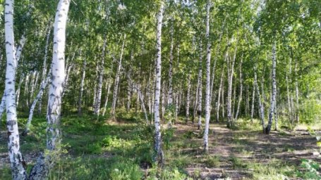 Березовая роща Березовая роща